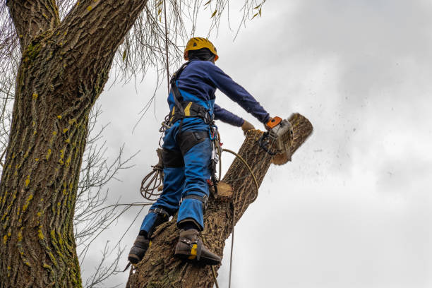 Trusted Mount Pleasant, UT Tree Services Experts