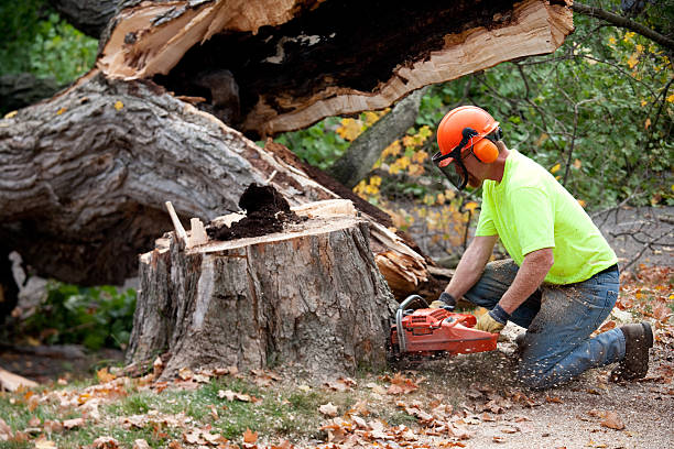 How Our Tree Care Process Works  in  Mount Pleasant, UT